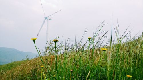 Plants growing on field against sky