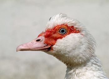Close-up of bird