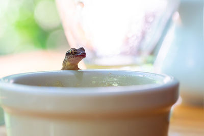 Close-up of a litte gecko on breakfast table