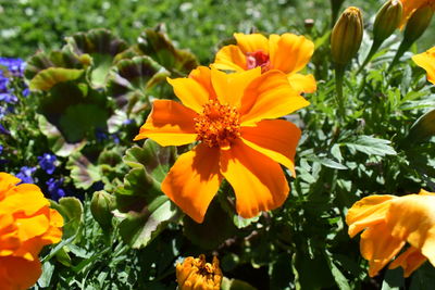 Close-up of yellow flowering plants