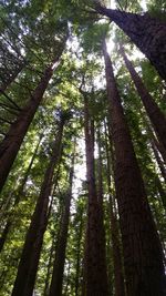 Low angle view of trees