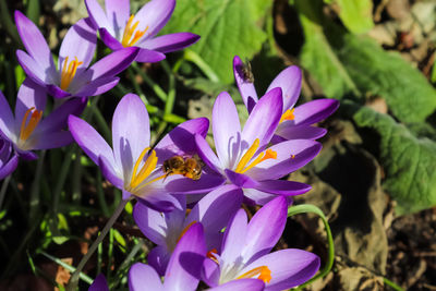 Close-up of bee pollinating on purple flower