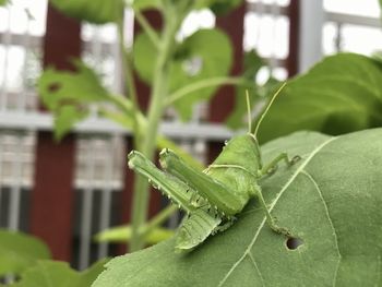 Close-up of insect on leaf