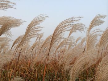 Close-up of wheat field against clear sky