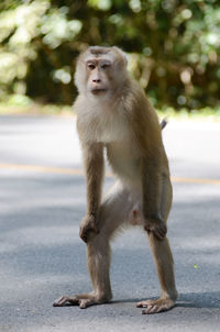 Monkey sitting on looking away