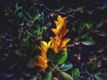 Close-up of yellow flowers