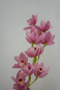 Close-up of pink flower against white background