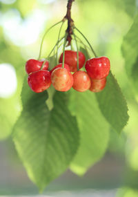 Close-up of red berries growing on tree