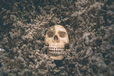 Close-up of human skull in old dried flowers