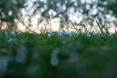 Close-up of flowering plants on field