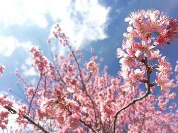 Low angle view of cherry blossoms against sky