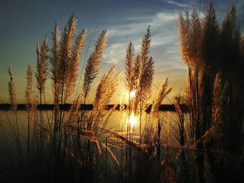 Close-up of reed grass at lakeshore during sunset