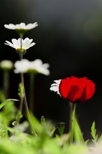 Close-up of red flowers