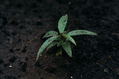 Close-up of fresh green plant