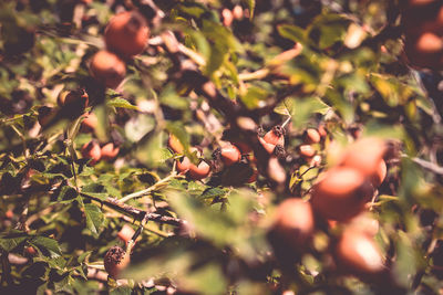 Close-up of berries growing on tree