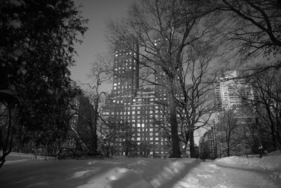 Trees against sky during winter