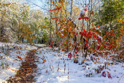 Trees on snow covered land during autumn