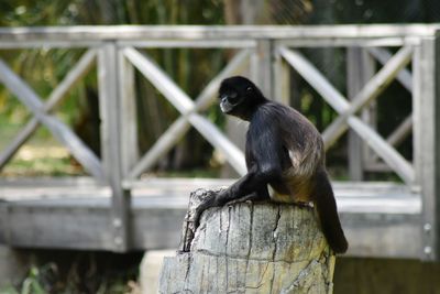 Monkey on railing