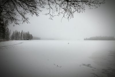 Bare trees reflecting in water