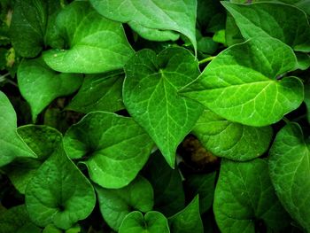 Full frame shot of green leaves