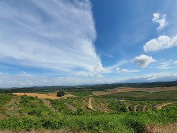 Scenic view of agricultural field against sky