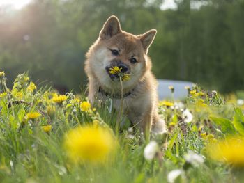 Close-up of dog on field