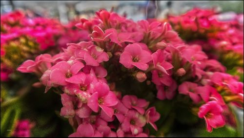 Close-up of pink flowers blooming outdoors