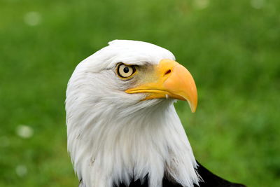 Close-up of eagle against blurred background