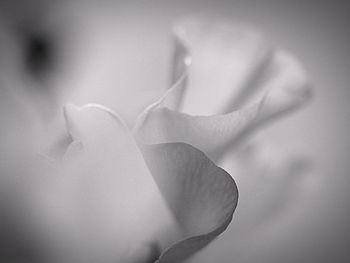 Close-up of rose