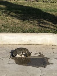 High angle view of cat on footpath