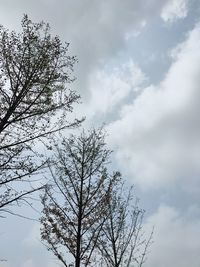 Low angle view of silhouette tree against sky