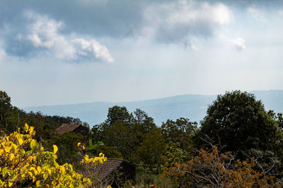 High angle view of trees against sky