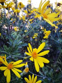 Close-up of yellow flowers blooming outdoors