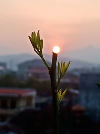 Close-up of flowering plant against sky at sunset