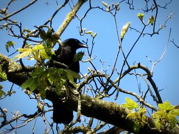 Low angle view of birds perching on branch