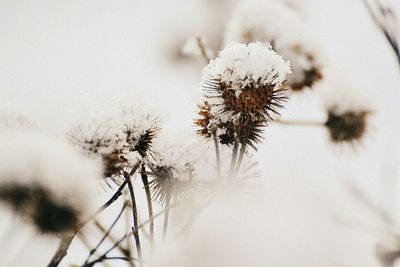 Close-up of snow on plant during winter