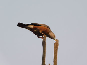 Low angle view of bird perching against clear sky