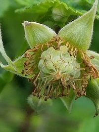 Close-up of plant
