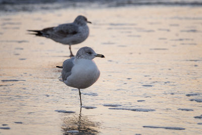 Seagull perching on a beach during sunset