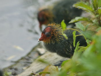 Close-up of bird