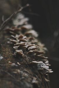 Close-up of plant growing on tree