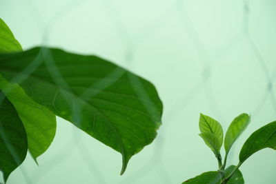 Close-up of leaves