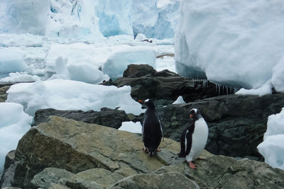 Penguins on rock by glacier