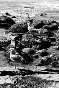 Seagulls perching on rock in sea