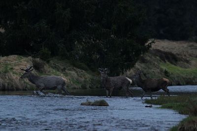 Deer standing in a water