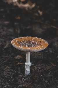 Close-up of fly agaric mushroom on field