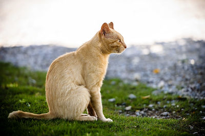 Cat sitting on grassy field against sky