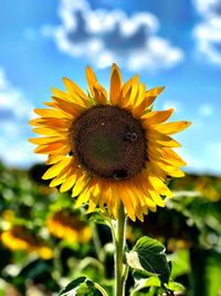 Sun...flower...cloud...sky.