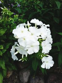 Close-up of white flowers