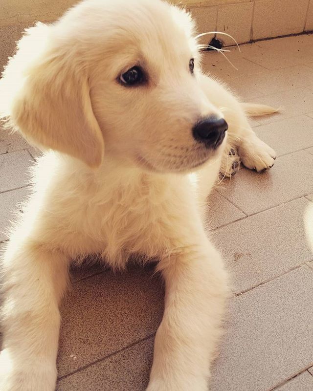 pets, domestic animals, animal themes, one animal, dog, mammal, indoors, relaxation, close-up, sitting, white color, high angle view, looking away, puppy, no people, home interior, animal head, cute, loyalty, lying down